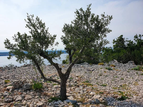 old olive tree at the sea