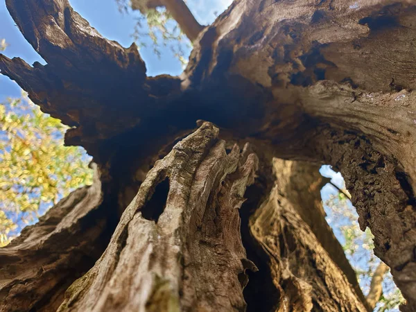 Zbliżenie Pnia Bardzo Starego Drzewa Oliwnego — Zdjęcie stockowe