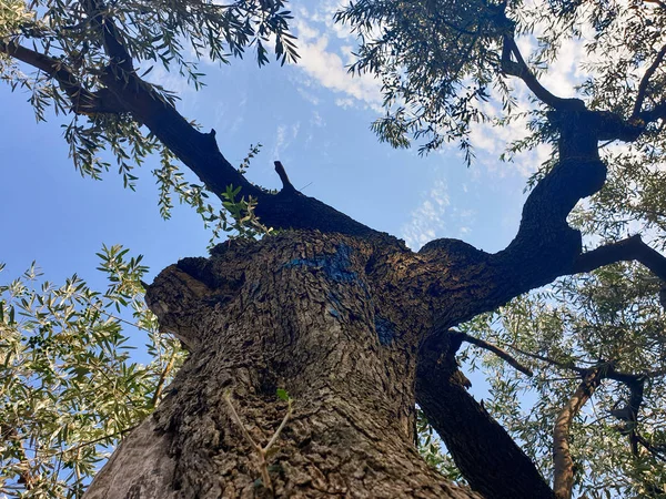 古いオリーブの木と青空 — ストック写真