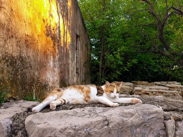 Kočka Odpočívající Zdi Slunci — Stock fotografie