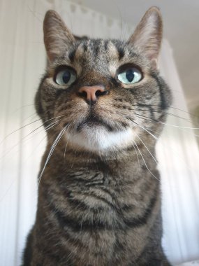 Şirin bir kedinin portresi