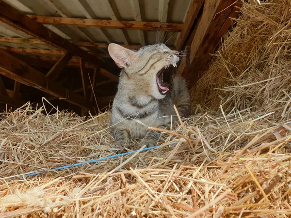 Позіхання Кішки Сіні — стокове фото