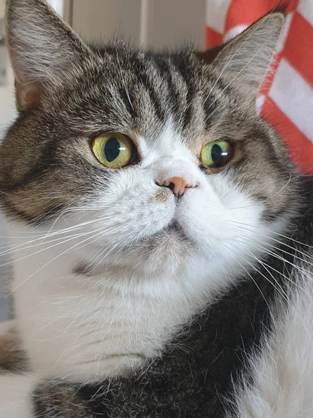 Portrét Roztomilé Kočky Zelenýma Očima — Stock fotografie
