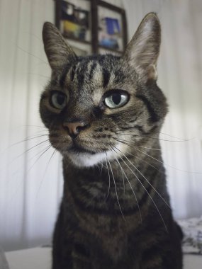 Şirin bir kedinin portresi