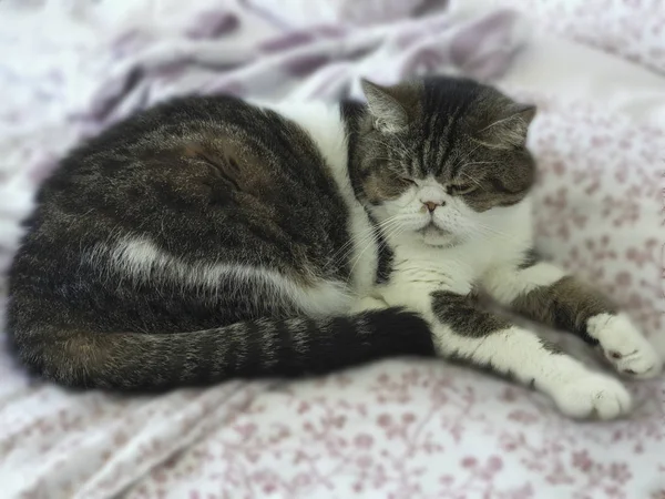 Katze Liegt Auf Einem Bett — Stockfoto