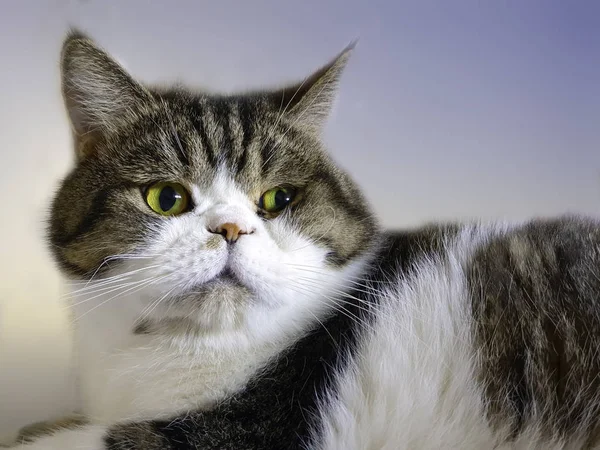 Porträt Einer Katze Mit Grünen Augen — Stockfoto