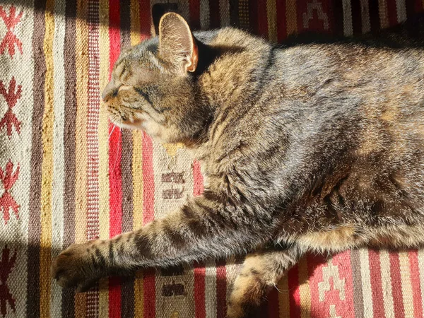 Γάτα Ξαπλωμένη Στο Χαλί Και Απολαμβάνοντας Τον Ήλιο — Φωτογραφία Αρχείου