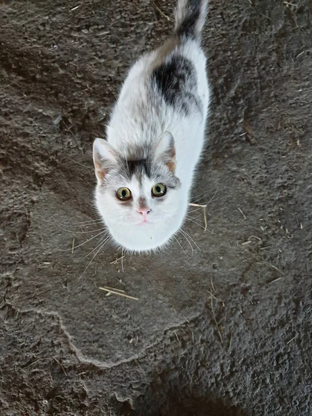 Chat Aux Yeux Verts Regarde — Photo