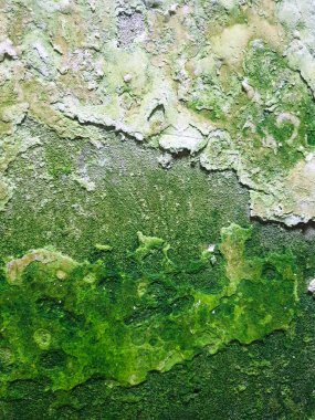 duvardan dökülen alçı ve boya.