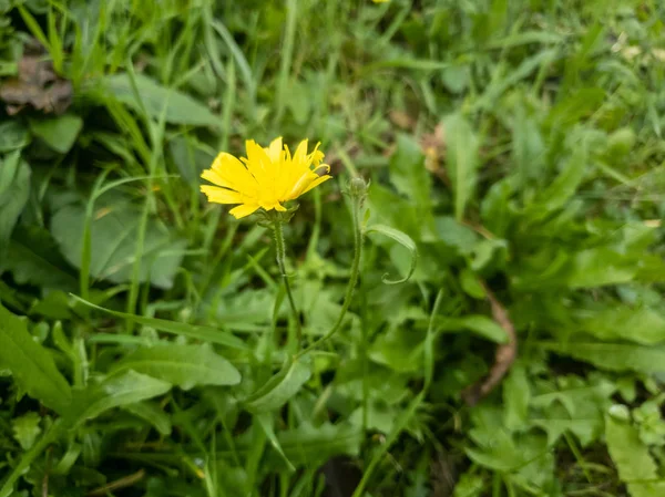 Yellow Dandelion Grass — Stock Photo, Image
