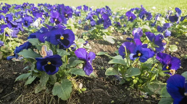 Fleurs Bleues Dans Jardin — Photo