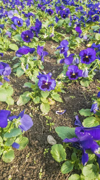 Bahçedeki mavi çiçekler