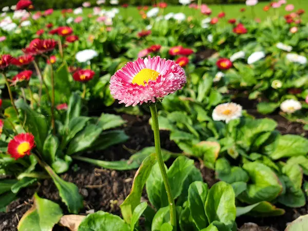 Red White Flowers Garden — Stock Photo, Image