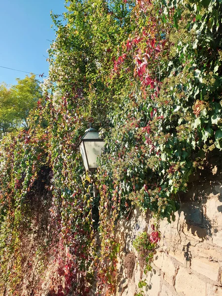 Old Street Lamp Overgrown Ivy — Stock Photo, Image