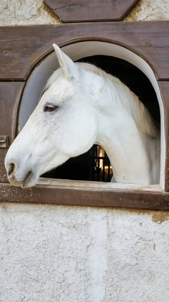 Witte Paard Stal — Stockfoto