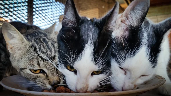 young cats eat greedily from the bowl