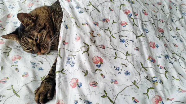 Γάτα Κοιμάται Στο Κρεβάτι — Φωτογραφία Αρχείου
