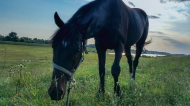 at gün batımında çayırda