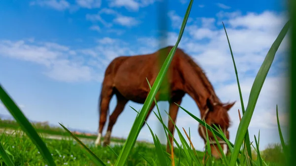 Cheval Paît Dans Prairie — Photo