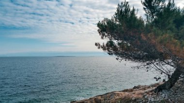 Deniz kenarındaki ağacın fotoğrafı. Veli Loinj, Hırvatistan