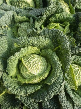 Markette taze yeşil lahana var.