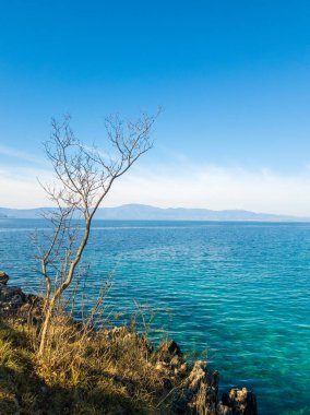 Deniz kıyısındaki ağaç