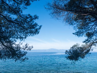 Deniz kıyısındaki ağaç