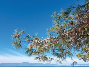Sahildeki çam ağacı dalları. Mavi gökyüzüne karşı ağaç dalları
