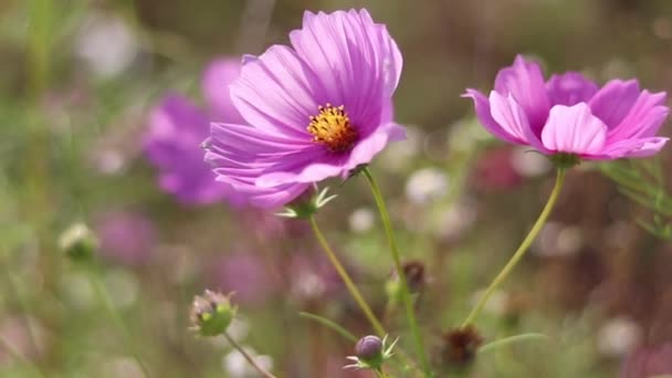 Hermosa Flor Del Cosmos Día Soleado — Vídeo de stock