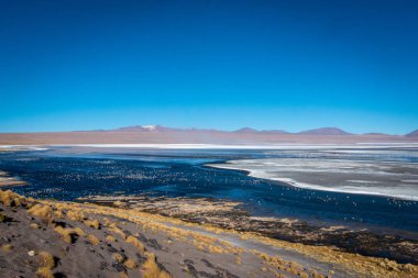 Laguna Colorada 'nın kuru, tuzlu kenarı, tıpkı açık mavi bir gökyüzü gününde pembe flamingoların gölde nokta nokta olması gibi sarı çimen parçalarıyla benekli..