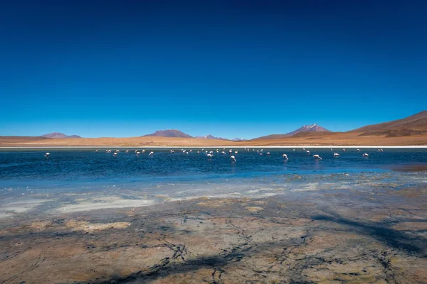 Flamingos Feeding Laguna Colorada Bolivian Highlands View Mountains Far Distance — ストック写真
