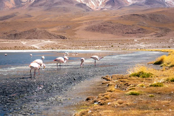 Pink White Flamingos Walking Muddy Shore Laguna Colorada Dry Grasses — ストック写真