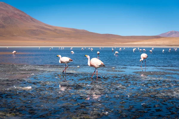 Flamingos Fill Laguna Colorada Searching Plankton Algae Mud Sunny Blue — ストック写真