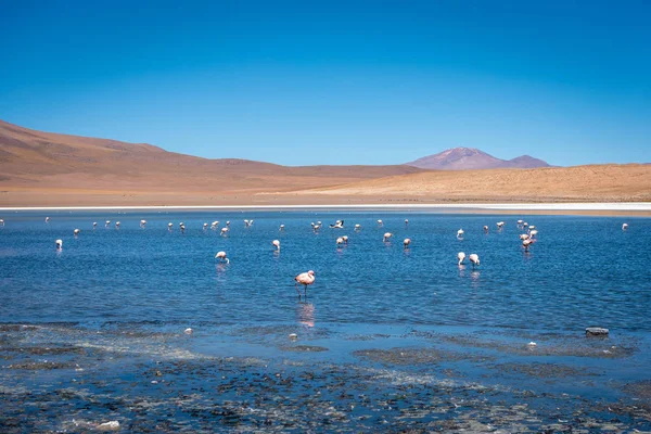 Pink White Flamingos Searching Plankton Algae Laguna Colorada Dry Volcanic — ストック写真