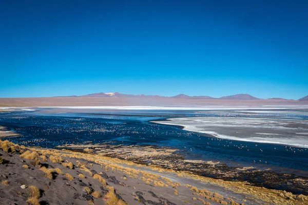Laguna Colorada 'nın kuru, tuzlu kenarı, tıpkı açık mavi bir gökyüzü gününde pembe flamingoların gölde nokta nokta olması gibi sarı çimen parçalarıyla benekli..