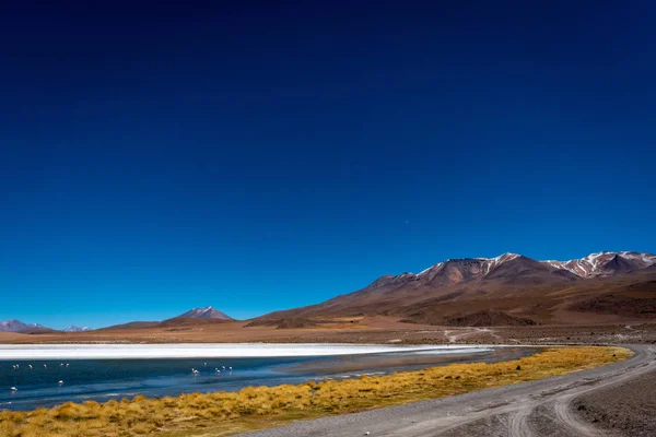 Dry Grassy Edge Laguna Colorada Creates Strong Yellow Contrast Blue — ストック写真