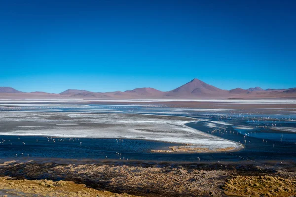 Dry Muddy Edge Laguna Colorada Speckled Tufts Yellow Grass Just — ストック写真