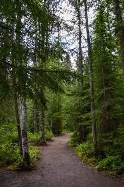 Deep into the forest, the damp dirt paths weave beneath the tall pine trees on a cloudy day.
