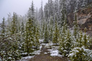 A damp dirt trail leading through the snow topped pine forest past a rocky cliff edge on a grey, snowy day.