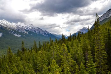 Tall dense pine forest covering the valley and rocky mountain side on a cloudy day.