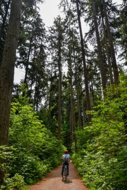 Çakıl yolu boyunca bisiklet süren bir adam bulutlu bir günde yoğun büyümenin altında ve uzun çam ağaçlarıyla çevrili..