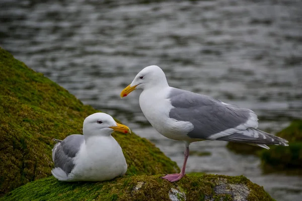 Zwei Graue Und Weiße Möwen Die Einem Bewölkten Tag Auf — Stockfoto