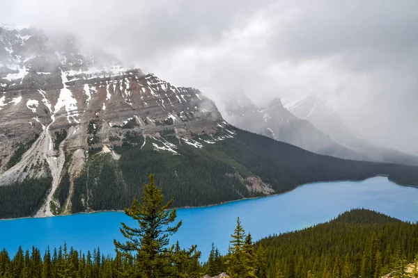 Vibrant Blue Water Peyto Lake Creates Strong Contrast Deep Green — 스톡 사진