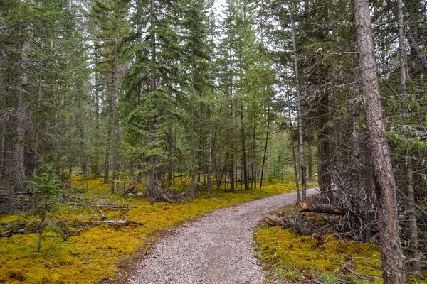 A gravel path lined with damp yellow and green moss leads endlessly into the forest of tall pine trees on a cloudy day.