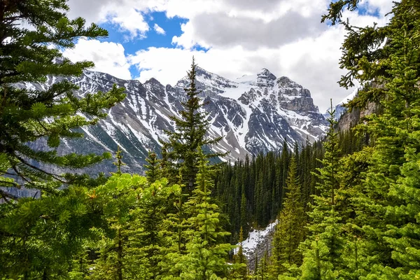 Tall Pine Trees Stand Out Forest Foreground Magnificent Ice Draped — 스톡 사진