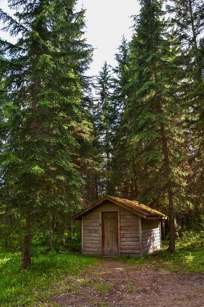 Ein Feldweg Führt Einer Kleinen Holzhütte Inmitten Der Hohen Kiefern — Stockfoto
