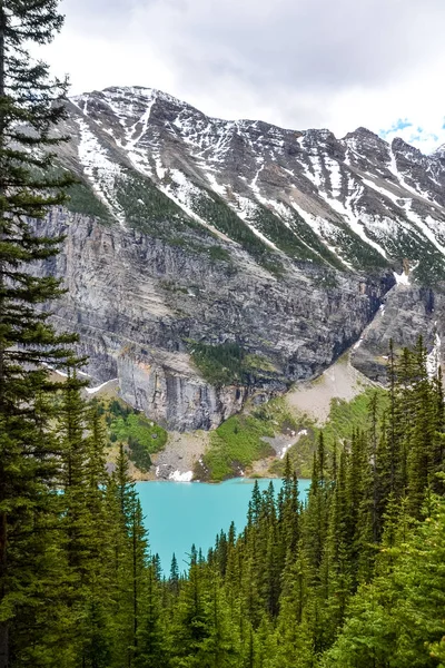 Peering Pine Forest Tall Dark Green Foliage Lies Vibrant Turquoise — 스톡 사진