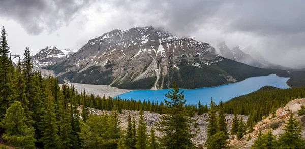 Panoramic View Bright Blue Peyto Lake Mountain Range Surrounded Pine — 스톡 사진