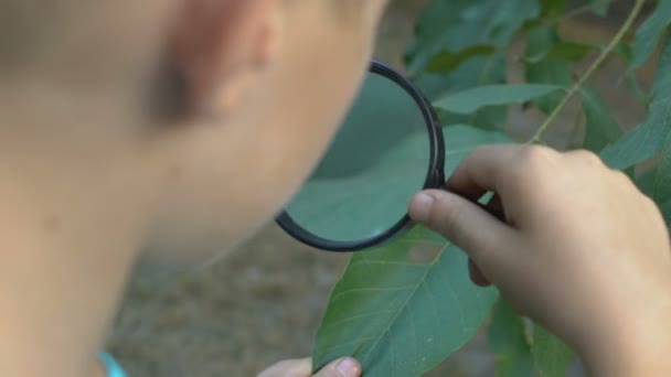 Ciekawy dzieciak patrzący na liść drzewa przez szkło powiększające, badania botaniczne — Wideo stockowe