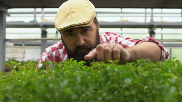 Granjero barbudo guapo comprobando brotes verdes en invernadero, empresa familiar — Vídeos de Stock